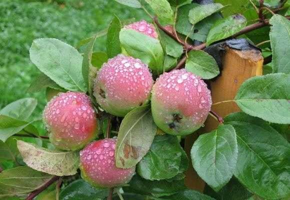 Особенности выращивания сорта яблони Уэлси - фото