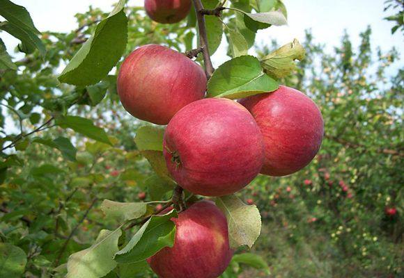 Правила ухода и выращивания яблонь сорта Жигулевское - фото
