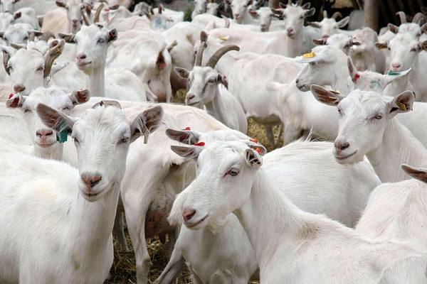Описание, выращивание и уход за зааненскими козами - фото