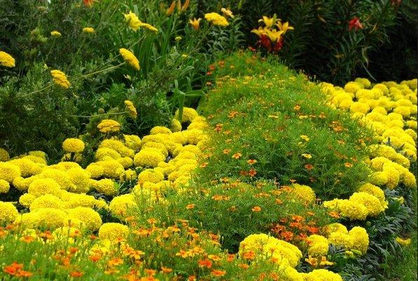 Желтые цветы для посадки в саду (с фото) - фото